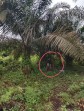 Pencurian TBS Kelapa Sawit Di Desa Kualu Nenas Tambang Kampar Meresahkan, Warga Mengaku Hasil Panen Merosot Tajam