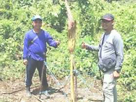 Di Rohul Bunga Bangkai Tumbuh Setinggi 1,7 M