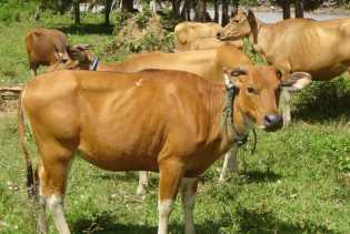 Waduh Ternyata Benar, Sapi Tersebut Memang Untuk DPRD Riau
