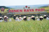 Panglima TNI  Panen Raya Padi Seluas 80 Hektar,  Dukung Program  Ketahanan Pangan Nasional