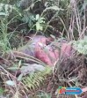 Mayat Membusuk di Semak Belakang Rumah, Warga Rimbo Panjang Gempar