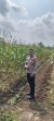 Polsek Kampar Konsisten Dukung Ketahanan Pangan Nasional, Rutin Pantau Pertumbuhan Jagung di Desa Kayu Aro