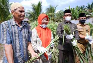 Siak Punya Penyulingan Ekstrak Daun Serai Wangi