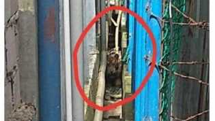 Begini Penampakan Harimau yang Terjebak Disela Ruko di Pulau Burung