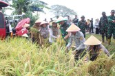 Danrem 051/WKT Bersama Aster Kasdam Jaya Laksanakan Panen Raya Padi Demplot Sinar Mentari di Lahan Pertanian Terpadu Wanajaya, Cibitung Kab. Bekasi