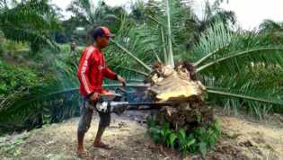22 Ribu Ha Sawit di Riau Jadi Target Replanting Tahun 2018