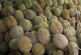 Banyak Pedagang Nakal, Wisatawan di Pekanbaru Keluhkan Harga Durian Tak Wajar