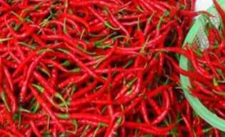Harga Cabai Di Bengkalis Tembus Rp 110 Perkilogram