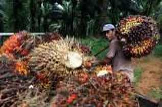 Harga TBS Sawit Riau periode 10-16 Agustus 2022 Naik