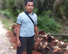 Naik-naik ke Puncak Gunung, Harga Sawit di Riau Semakin Melambung