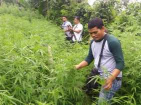Aparat Bongkar Ladang Ganja Seluas 1,5 Ha di Purwakarta
