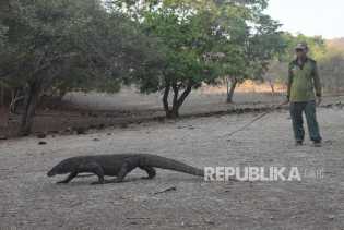 Pulau Rinca Ditutup untuk Wisatawan