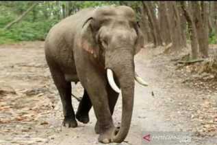 Diduga Akibat Karhutla, Kelompok Gajah Sumatera Geruduk Kebun Warga di Riau
