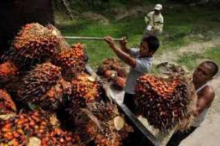 Pekan ini Harga CPO Menguat