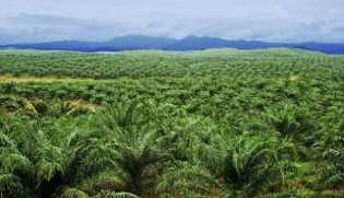 DPRD RIAU DIMINTA HEARING PT. AGRO SARIMAS  INDONESIA.
