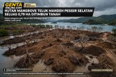 Diduga Ditimbun, 0,79 Hektare Mangrove di Teluk Mandeh Pesisir Selatan Rusak