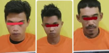 Kawanan Pencuri Ternak Diringkus Polsek Tambusai Utara, Saat Bawa  Sapi Curian