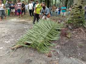 Ada Mayat Perempuan di Kebun Sawit Plasma Sungai Putih, ini Identitasnya