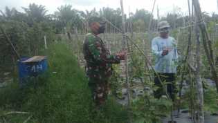 Personel Koramil 06/SH Serbuan Teritorial Dengan Petani Buah Ketimun
