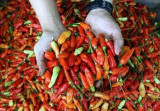 Harga Cabai Rawit di Pekanbaru Tembus Rp100 Ribu Perkilogram
