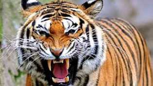 2 Orang di Sumsel Tewas Diterkam Harimau, Warga Diimbau Pakai Topeng ke Hutan