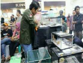Retic Contest Sita Perhatian Pengunjung MP