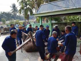 Idul Adha 1440 H, Jumlah Hewan Kurban di Pangkalan Baru Kampar Meningkat