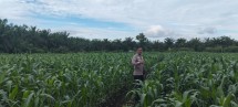Kapolsek Kampar AKP Asdisyah Mursid SH Kembali Tinjau Tanaman Jagung Pipil di Desa Kayu Aro, Wujud Nyata Dukungan Ketahanan Pangan Nasional
