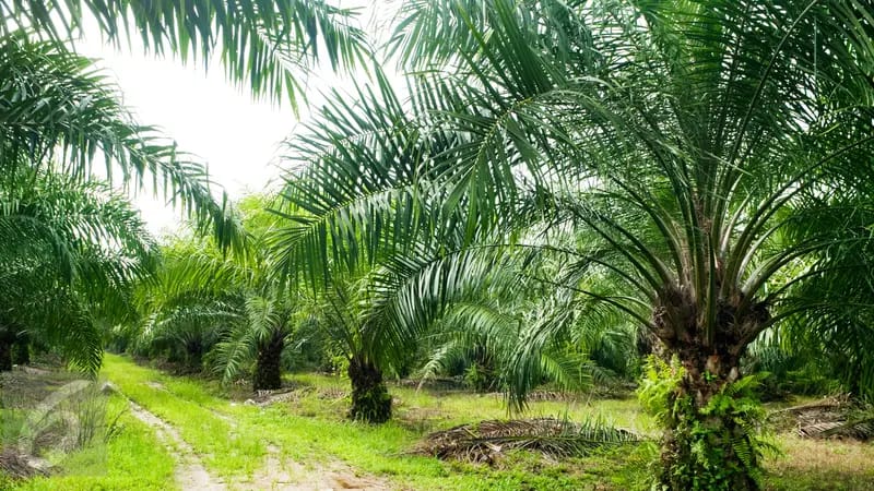 Investigasi: Mafia Tanah di Kawasan Hutan Produksi Terbatas Desa Mamahan Jaya, Pelalawan Investigasi: Mafia Tanah di Kawasan Hutan Produksi Terbatas Desa Mamahan Jaya, Pelalawan