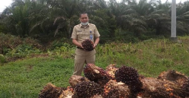 Harga Sawit Riau Naik Tipis, Dipicu Karena Penurunan Produksi Akibat Fenomena Alam Harga Sawit Riau Naik Tipis, Dipicu Karena Penurunan Produksi Akibat Fenomena Alami