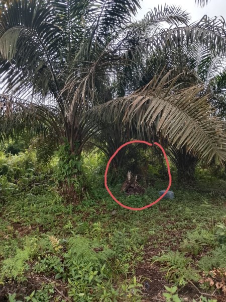 Pencurian TBS Kelapa Sawit Di Desa Kualu Nenas Tambang Kampar Meresahkan, Warga Mengaku Hasil Panen Merosot Tajami