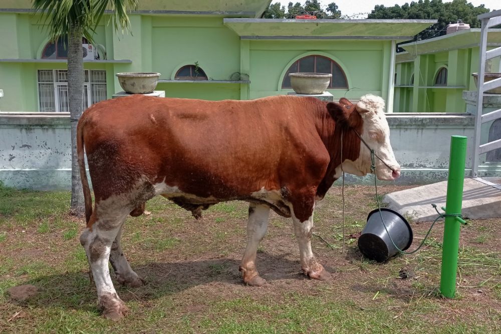 Kebutuhan Hewan Kurban di Riau Cukup Kebutuhan Hewan Kurban di Riau Cukupi