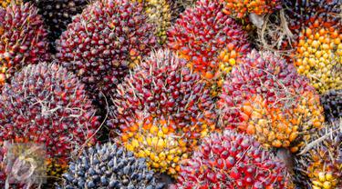 Harga TBS Sawit di Riau Mulai Merangkak Naiki