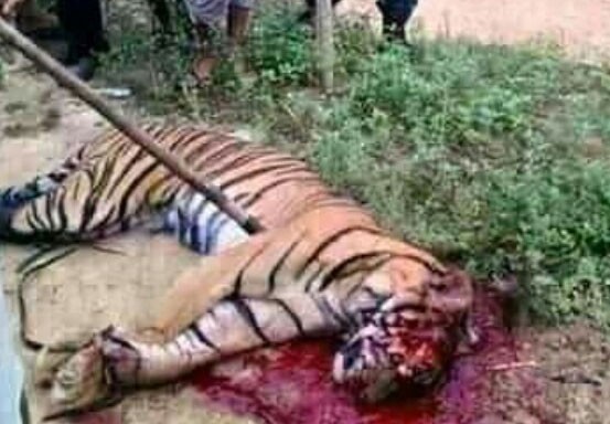 Viral Harimau Ditombak dan Terkam Warga, Begini Penjelasan BBKSDA Riau Viral Harimau Ditombak dan Terkam Warga, Begini Penjelasan BBKSDA Riaui