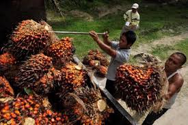 Harga TBS Sawit Ditetapkan Naik Jadi Rp2.241,15 per Kg Harga TBS Sawit Ditetapkan Naik Jadi Rp2.241,15 per Kgi