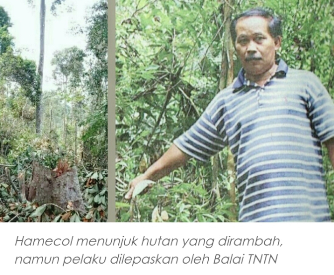 Pelaku OTT Perambah Hutan Taman Nasional Tesso Nilo ( TNTN ) Dilepaskan Oleh Petugas Balai TNTN. Pelaku OTT Perambah Hutan Taman Nasional Tesso Nilo ( TNTN ) Dilepaskan Oleh Petugas Balai TNTN.i