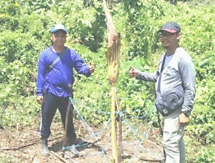 Di Rohul Bunga Bangkai Tumbuh Setinggi 1,7 M Di Rohul Bunga Bangkai Tumbuh Setinggi 1,7 Mi