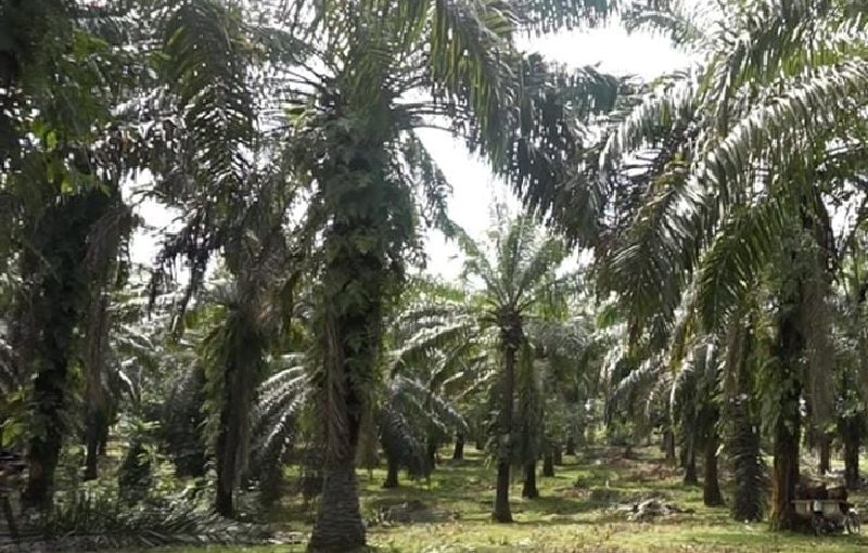 Ribuan Hektare Hutan di Kampar dan Tahura Minas Beralih Jadi Perkebunan Sawit Ini Nama nama Pelakunya Tolong Polda Bertindak Ribuan Hektare Hutan di Kampar dan Tahura Minas Beralih Jadi Perkebunan Sawit Ini Nama nama Pelakunya Tolong Polda Bertindaki