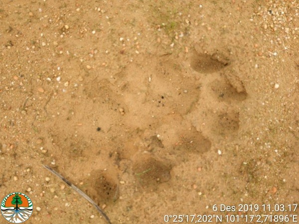 BBKSDA Riau Pasang Kamera Trap Cari Harimau Sumatra di Desa Karya Indah Tapung BBKSDA Riau Pasang Kamera Trap Cari Harimau Sumatra di Desa Karya Indah Tapungi