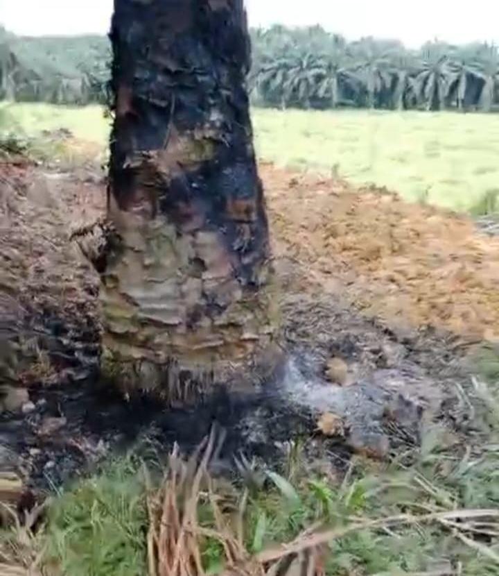 Kalaksa Apresiasi PT Adei, Padahal Berulang Kali Terjadi Karhutla: Layakkah? Kalaksa Apresiasi PT Adei, Padahal Berulang Kali Terjadi Karhutla: Layakkah?i