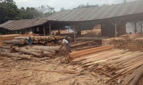 Kapolda Riau Diminta Tertibkan Sawmill yang Tidak Berizin.i
