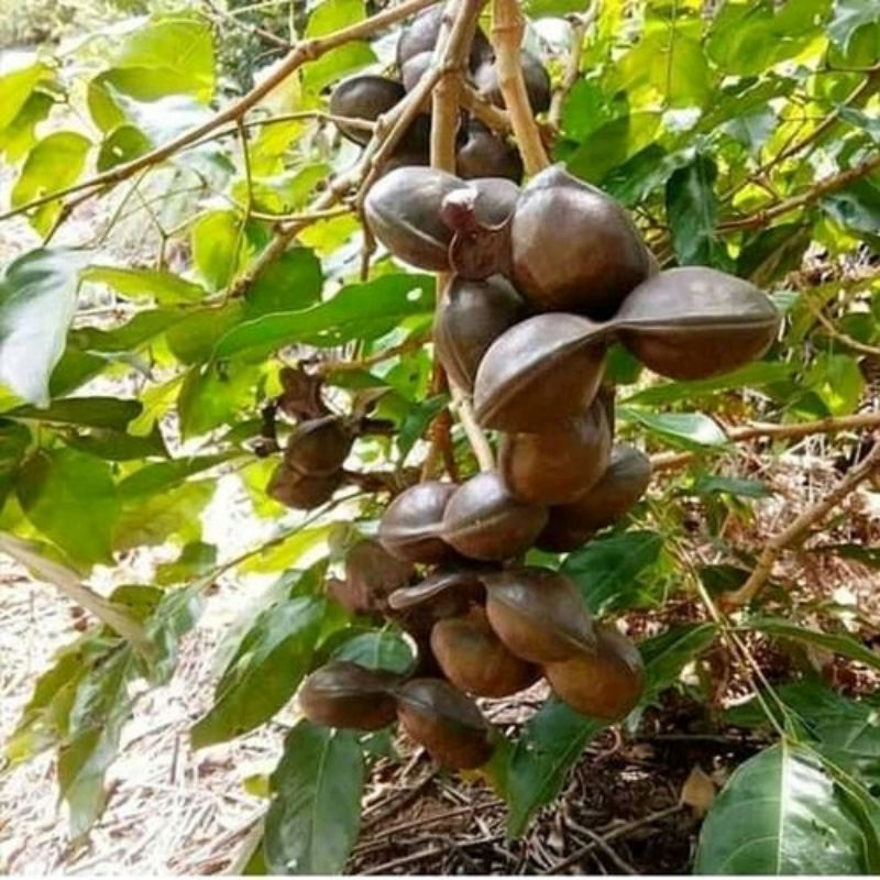 Dedi Sambudi di Kuansing bergelar TJ 'Tangkai Joriang' di Jogja mendapat gelar Tumenggung Dedi Sambudi di Kuansing bergelar TJ 'Tangkai Joriang' di Jogja mendapat gelar Tumenggungi