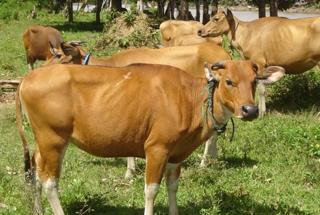 Waduh Ternyata Benar, Sapi Tersebut Memang Untuk DPRD Riaui