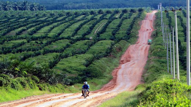 Pelanggar Luas Minimum Lahan Kebun Terancam Denda Rp1 Juta Pelanggar Luas Minimum Lahan Kebun Terancam Denda Rp1 Jutai