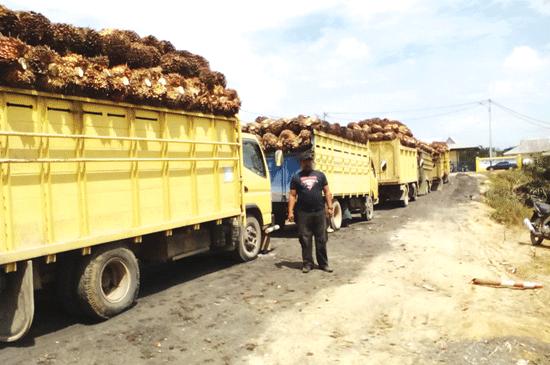 Wah, Ribuan Truk CPO di Riau Tidak Bayar Pajak