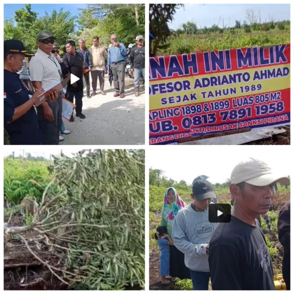 Tanaman Warga Rimbo Panjang Dirusak OTK, Diduga Buntut Sengketa Lahan