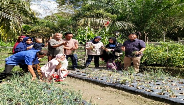 Anggota DPRD Kuansing Fedrios Gusni Bantu Petani Bawang Merah Anggota DPRD Kuansing Fedrios Gusni Bantu Petani Bawang Merahi
