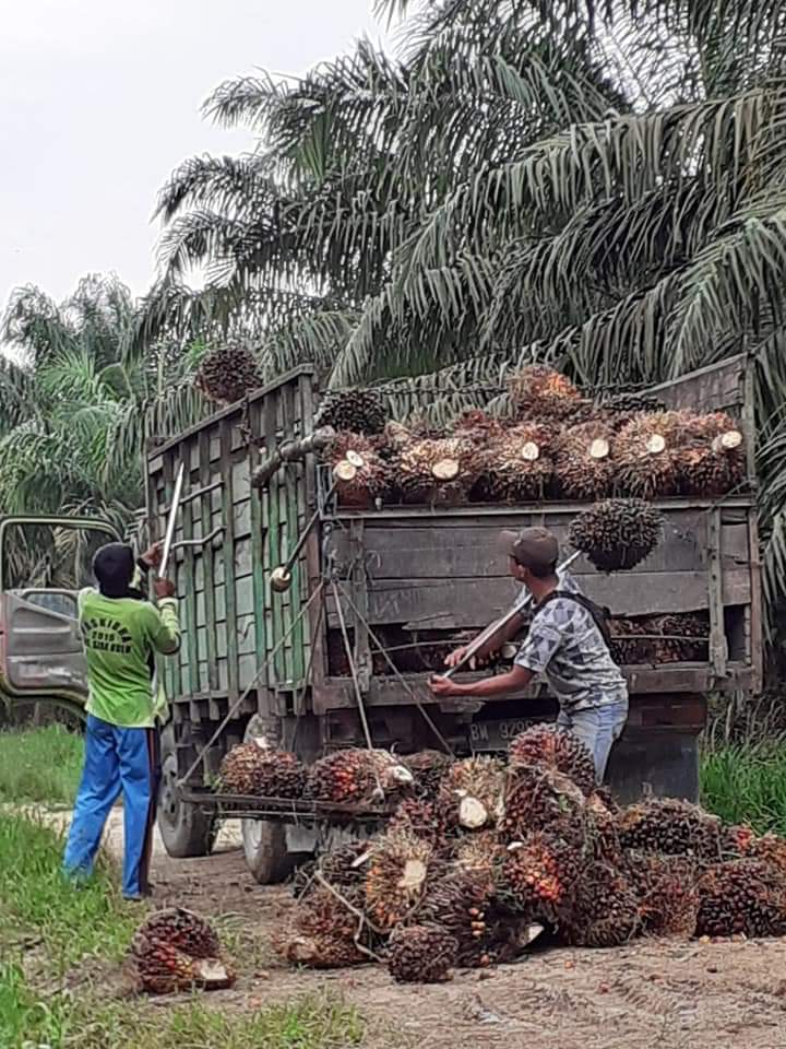 Dugaan Korupsi Ketua KOPSA-M Desa Pangkalanbaru Bergulir