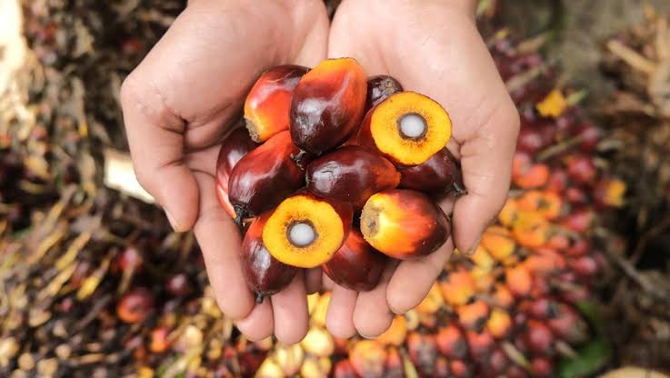 Harga Sawit di Riau Turun Sepekan Kedepan Harga Sawit di Riau Turun Sepekan Kedepani