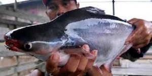 Waw, Pemprov Riau Dapat Tawaran Ekspor Patin 400 Ton ke Chinai